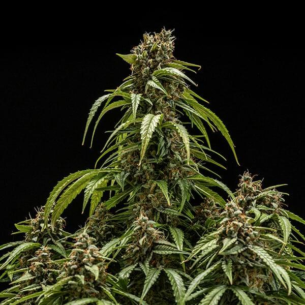 Samen 3x Orion F1 Automatik Royalqueenseeds